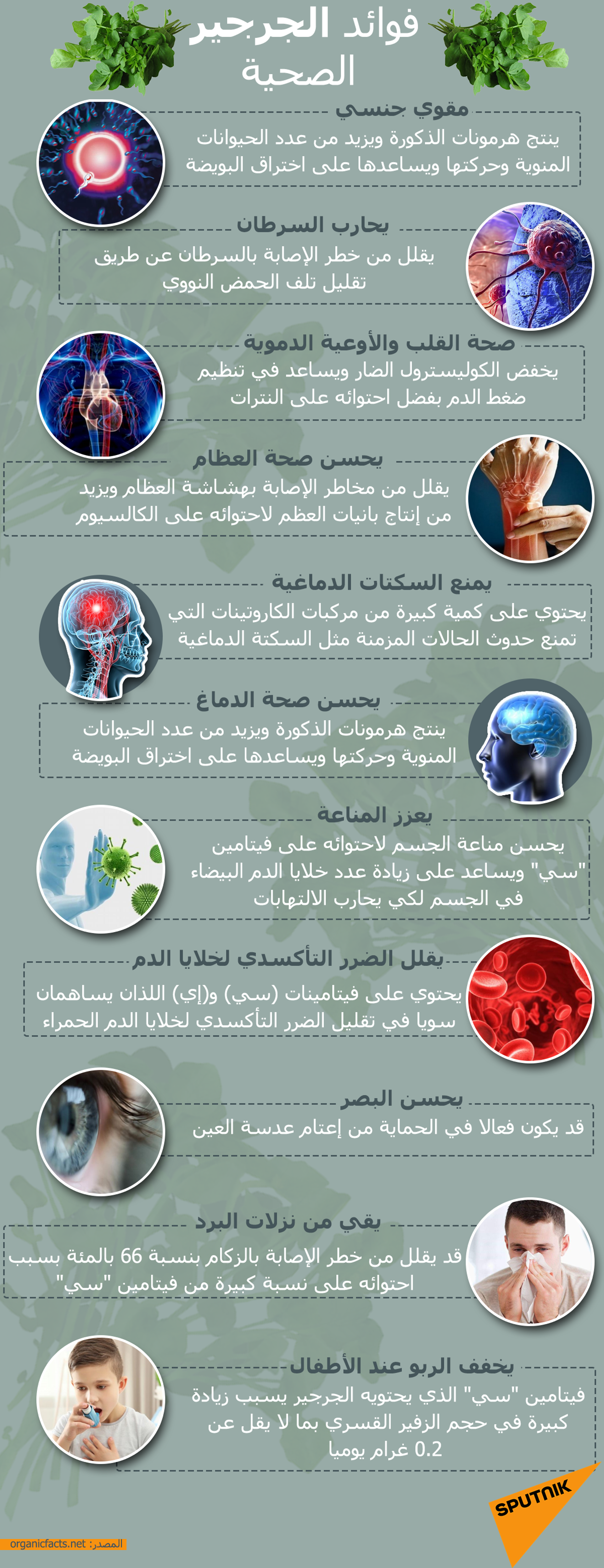 فوائد الجرجير الصحية - سبوتنيك عربي, 1920, 07.09.2021