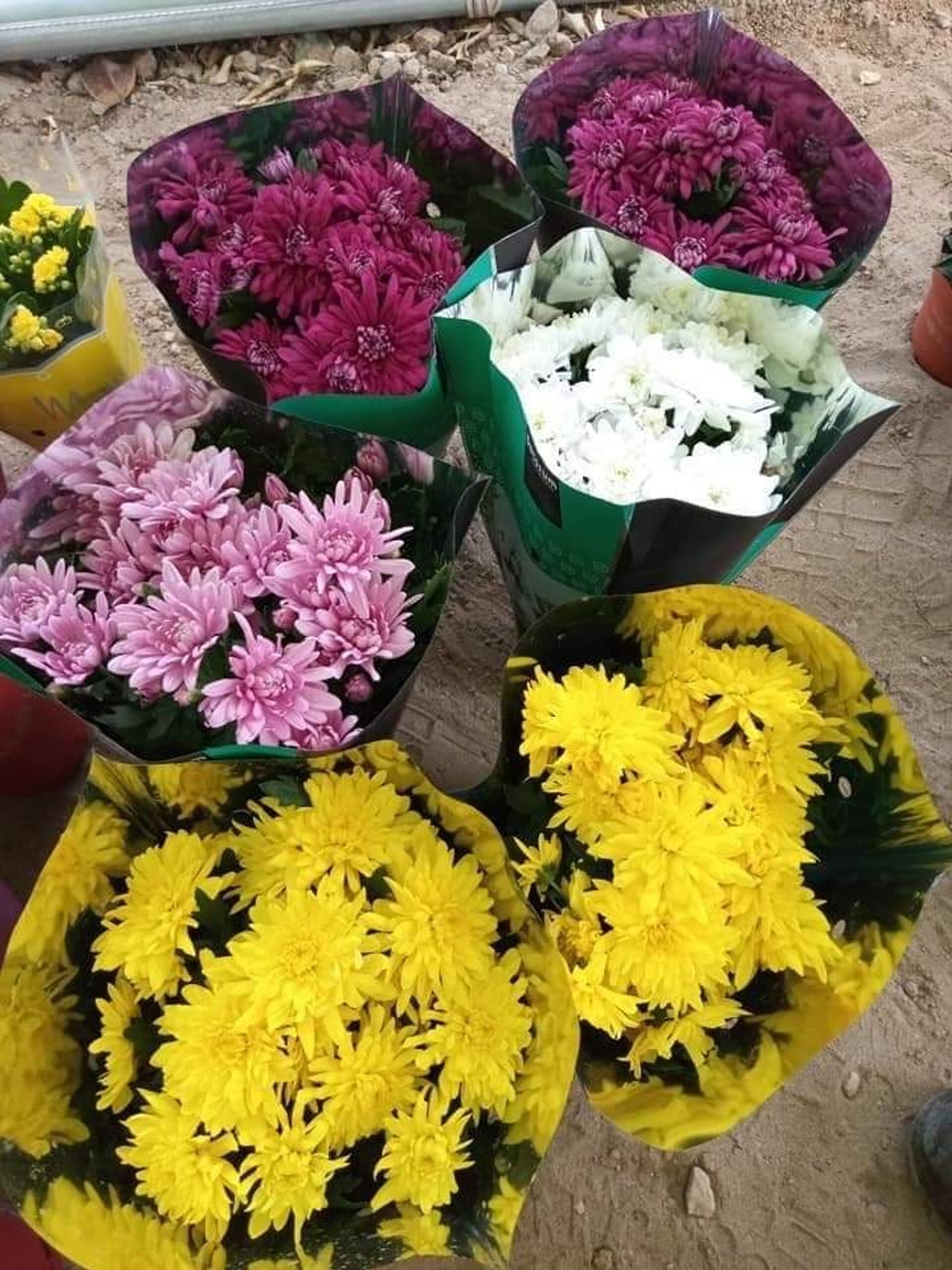 عودة بائعو الورد لمدينة شهدت إبادة الايزيديين في شمال العراق ..صور  - سبوتنيك عربي, 1920, 23.11.2021