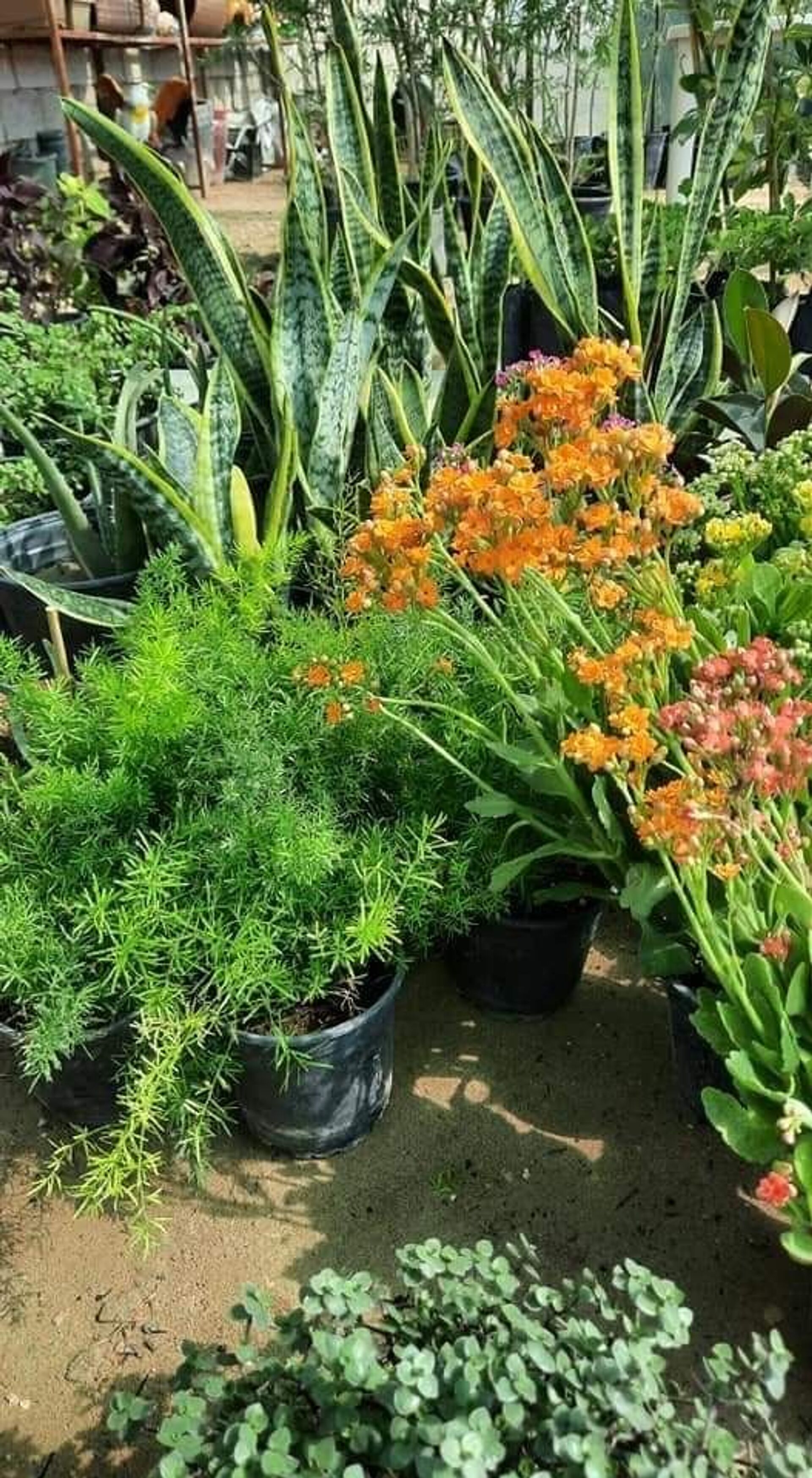 عودة بائعو الورد لمدينة شهدت إبادة الايزيديين في شمال العراق ..صور  - سبوتنيك عربي, 1920, 23.11.2021