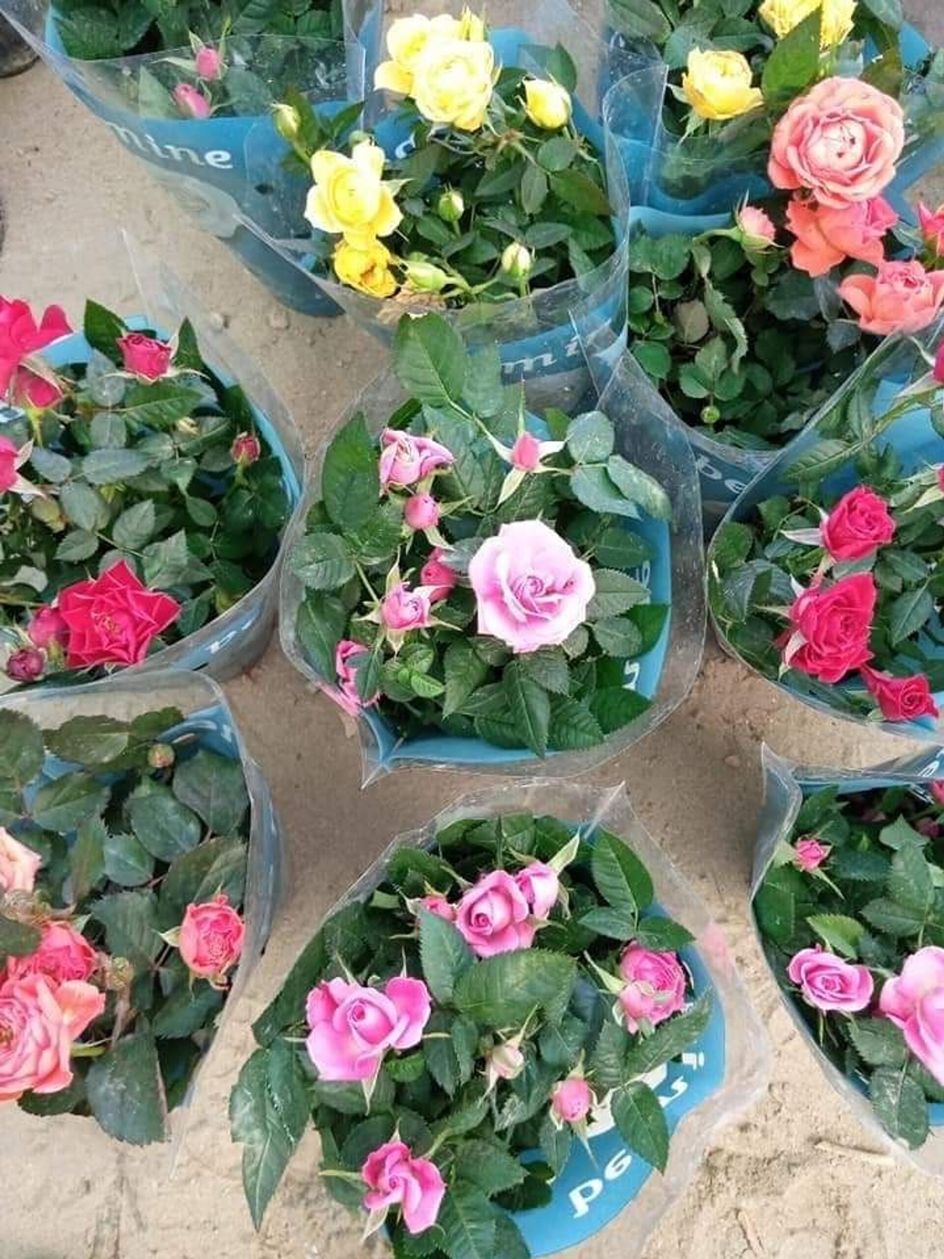 عودة بائعو الورد لمدينة شهدت إبادة الايزيديين في شمال العراق ..صور  - سبوتنيك عربي, 1920, 23.11.2021