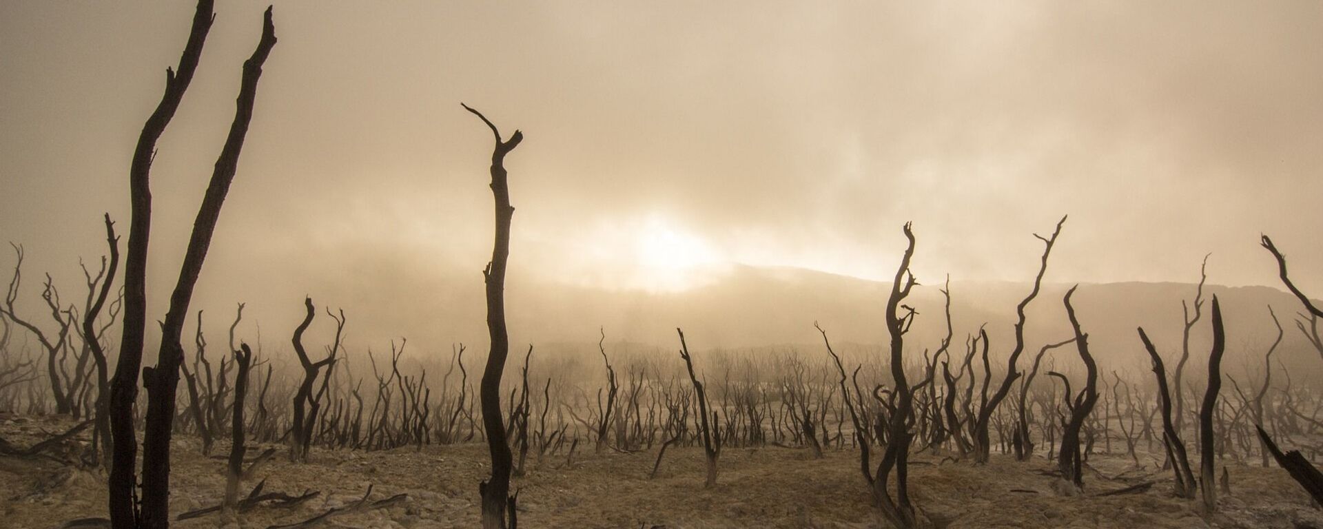 أشجار ميتة  - سبوتنيك عربي, 1920, 12.09.2021