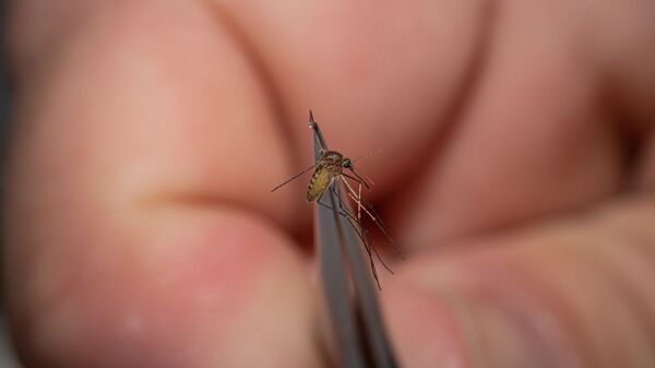 بعوضة - سبوتنيك عربي