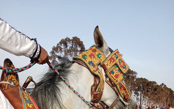 الزردة: فلكلور شعبي تونسي يأبى النسيان الزردة: فلكلور شعبي تونسي يأبى النسيان - سبوتنيك عربي