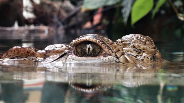 رأس تمساح يظهر من أسفل المياه  - سبوتنيك عربي