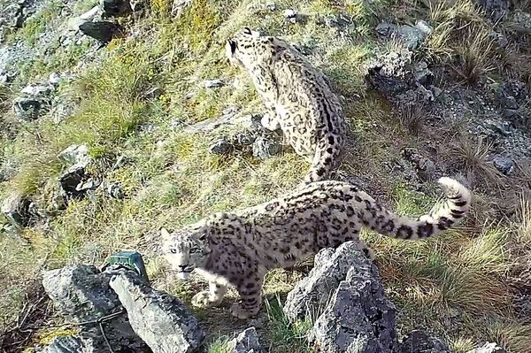 نمور الثلج في غابات التايغا الروسية في سيبيريا، روسيا 26 سبتمبر 2021 - سبوتنيك عربي