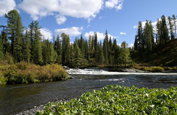 إجازة الرئيس الروسي فلاديمير بوتين في غابات التايغا الروسية في سيبيريا، روسيا 26 سبتمبر 2021 - سبوتنيك عربي