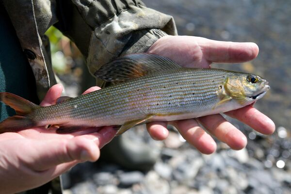 إجازة الرئيس الروسي فلاديمير بوتين في غابات التايغا الروسية في سيبيريا، روسيا 26 سبتمبر 2021 - سبوتنيك عربي