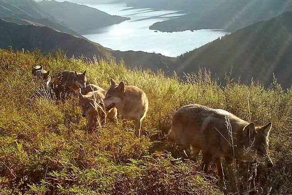 ذئاب برية في غابات التايغا في سيبيريا، روسيا 26 سبتمبر 2021 - سبوتنيك عربي