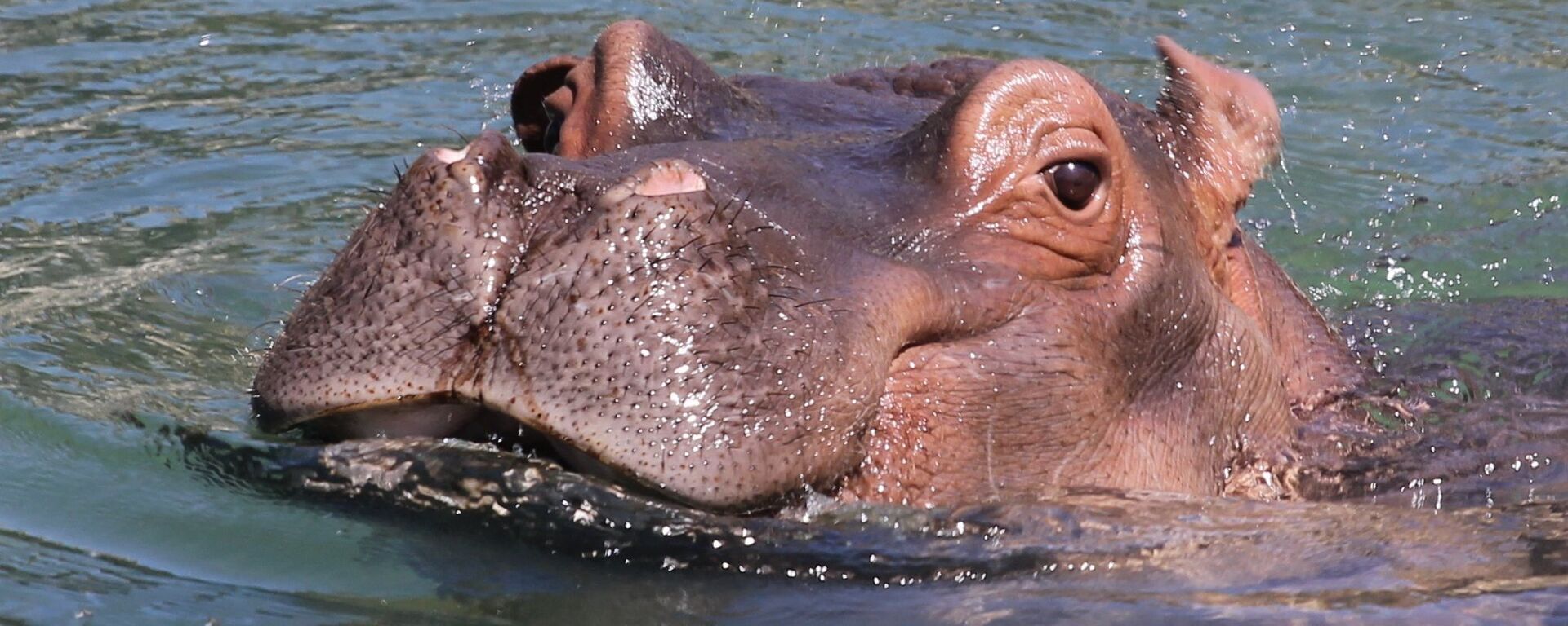 رأس فرس النهر يخرج من الماء  - سبوتنيك عربي, 1920, 14.07.2022