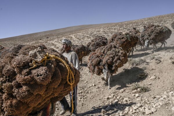 رعاة يرافقون حميرهم المحملين بالشجيرات التي تم جمعها لفصل الشتاء، بالقرب من بحيرة بان أمير في محافظة باميان، أفغانستان 4 أكتوبر2021 - سبوتنيك عربي