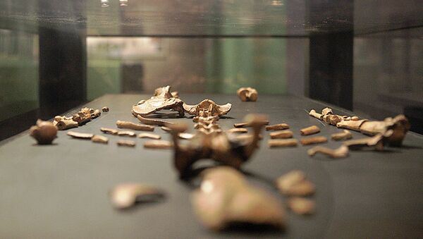 نسخة طبق الأصل للهيكل العظمي لوسي في افتتاح المعرض الدائم الجديد بالمتحف الوطني الإثيوبي، 3 ديسمبر/ كانون الأول 2014 - سبوتنيك عربي