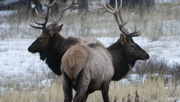 زوج من الظبيان - سبوتنيك عربي