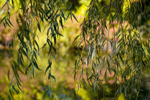 تنعكس الأشجار التي بدأت بعض الأوراق في تغيير ألوانها في بركة، في بتلر، بنسلفانيا 8 أكتوبر 2021 - سبوتنيك عربي