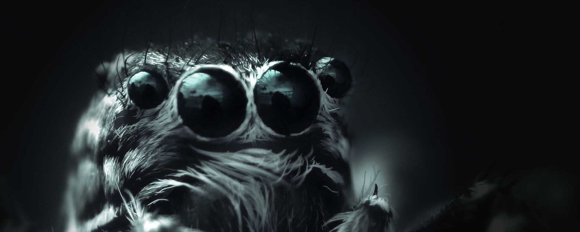 أعين عنكبوت أعين عنكبوت - سبوتنيك عربي, 1920, 16.10.2021