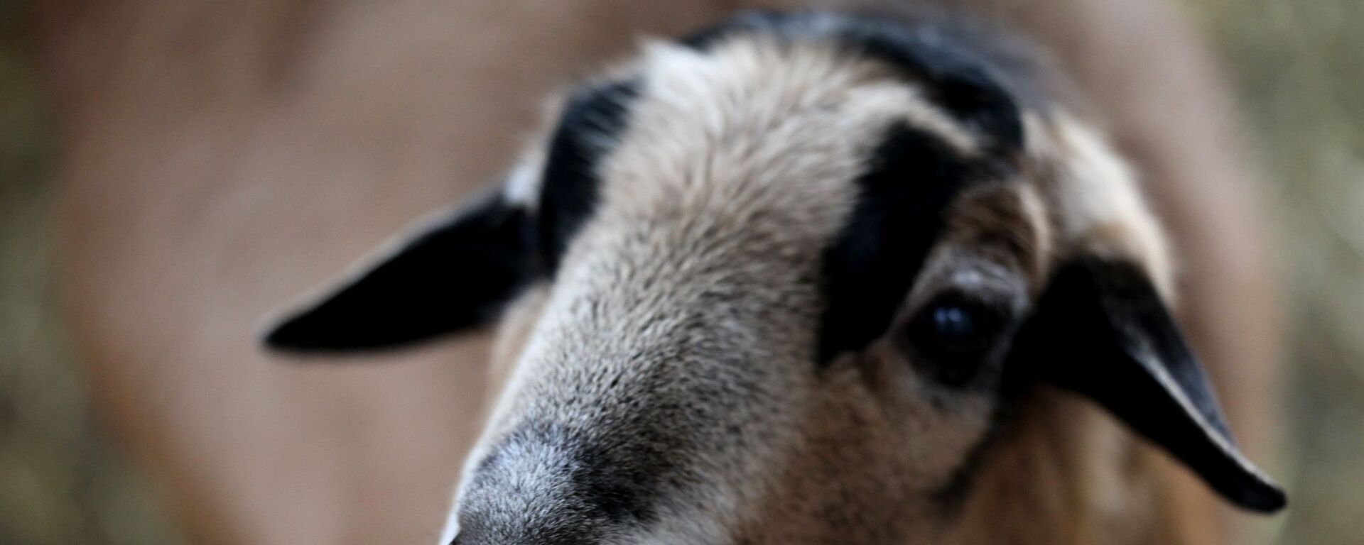 خروف في البراري الطبيعية  - سبوتنيك عربي, 1920, 27.06.2022