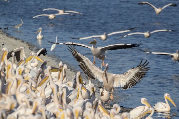 البجع العملاق في بركة مياه بالقرب من وادي إميك حيفر، شمال تل-أبيب، إسرائيل 8 نوفمبر 2021 - سبوتنيك عربي