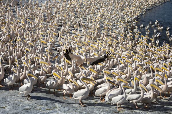 البجع العملاق في بركة مياه بالقرب من وادي إميك حيفر، شمال تل-أبيب، إسرائيل 8 نوفمبر 2021 - سبوتنيك عربي