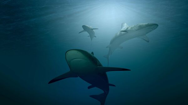 أسماك القرش أسفل مياه البحر  - سبوتنيك عربي