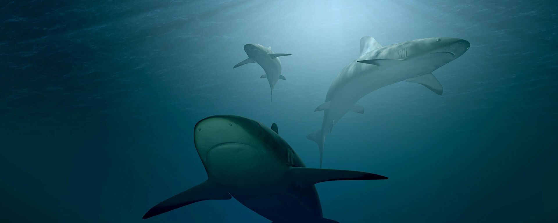 أسماك القرش أسفل مياه البحر  - سبوتنيك عربي, 1920, 25.07.2023