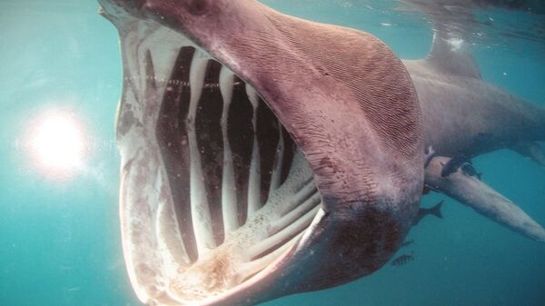أحد أصناف أسماك القرش الغريبة  - سبوتنيك عربي