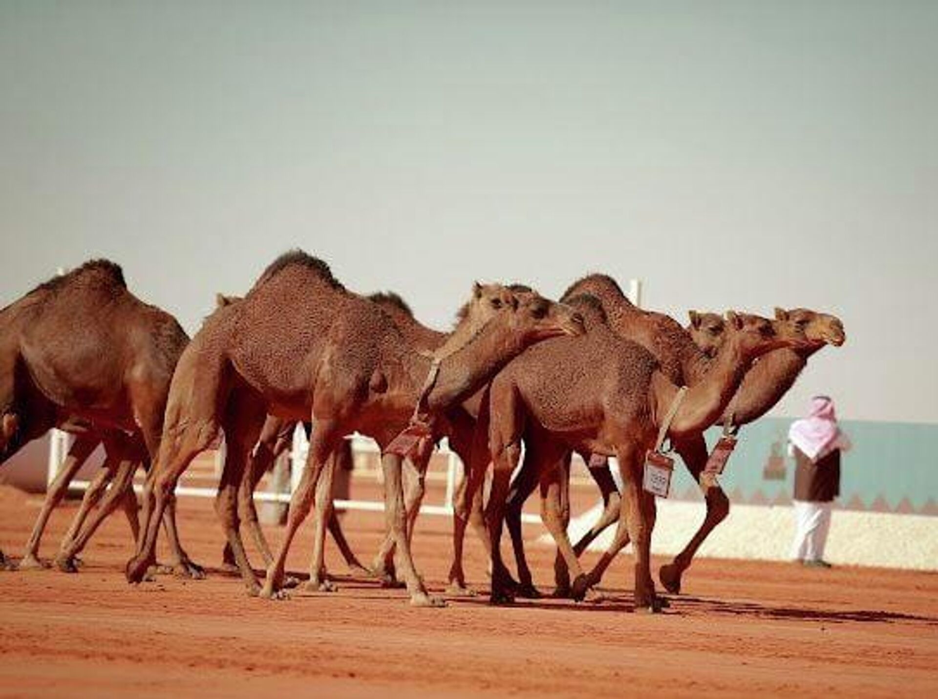 مشاركة المرأة لأول مرة في مسابقة ملكة جمال الإبل في السعودية - سبوتنيك عربي, 1920, 09.12.2021