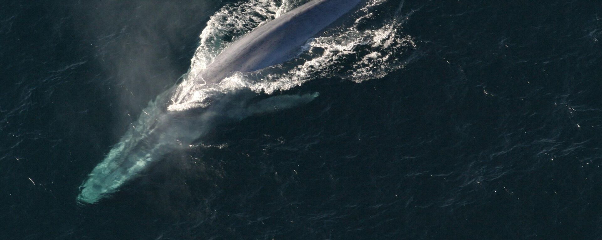 الحوت الأزرق يعبر المحيط  - سبوتنيك عربي, 1920, 11.12.2021