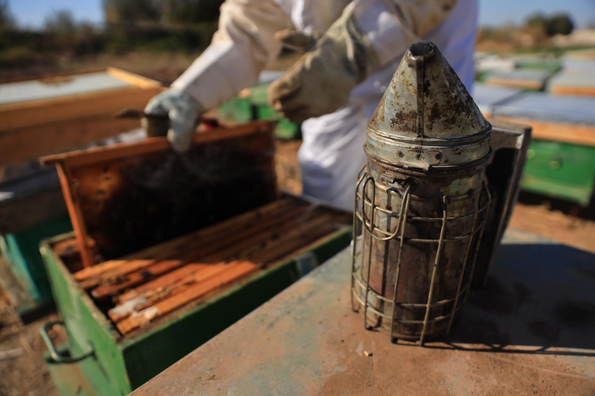 في إعادة ترميم قطاع تربية النحل مجدداً بعد 10 سنوات من الحرب في سوريا - سبوتنيك عربي, 1920, 13.12.2021