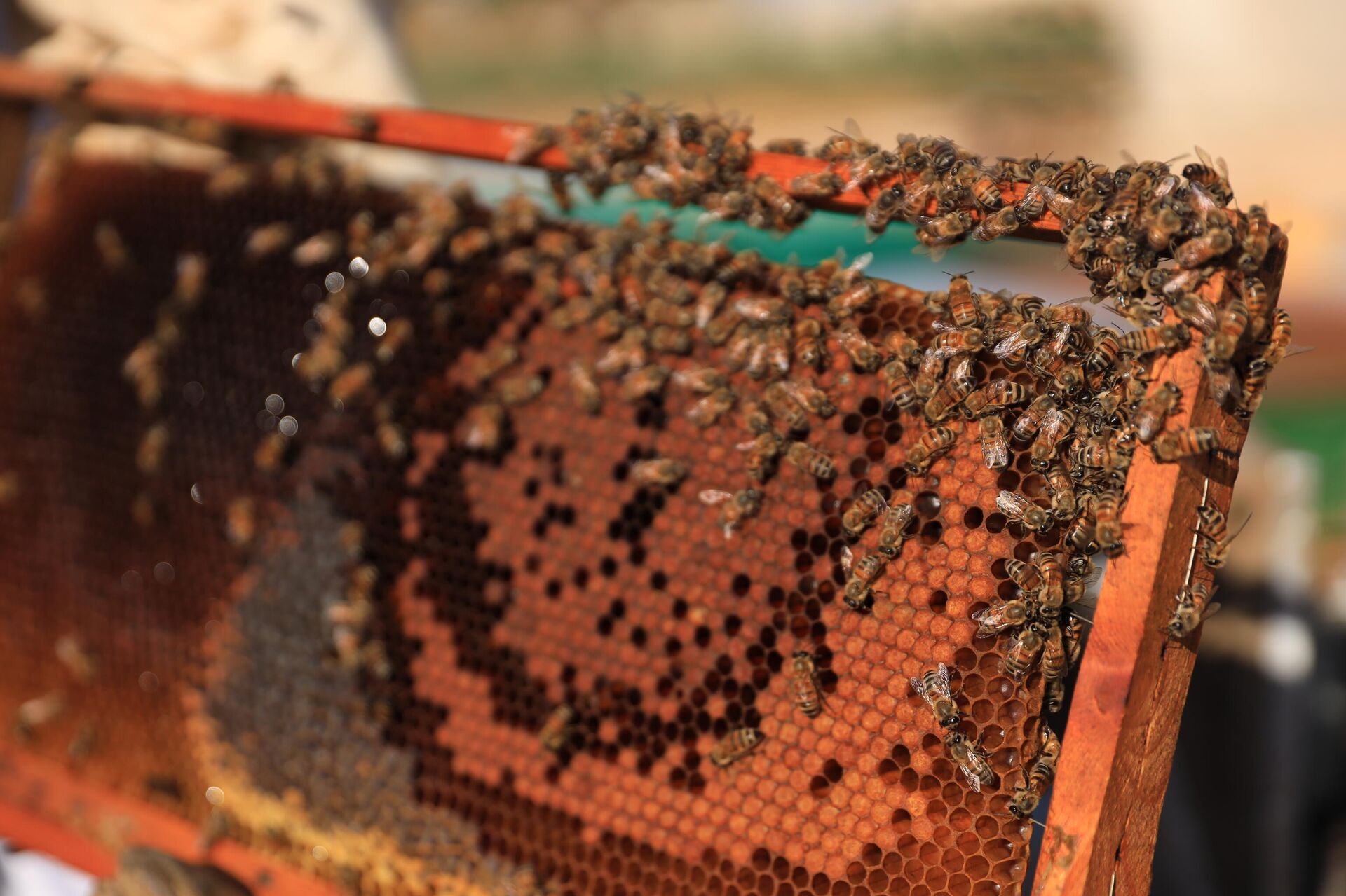 في إعادة ترميم قطاع تربية النحل مجدداً بعد 10 سنوات من الحرب في سوريا - سبوتنيك عربي, 1920, 13.12.2021