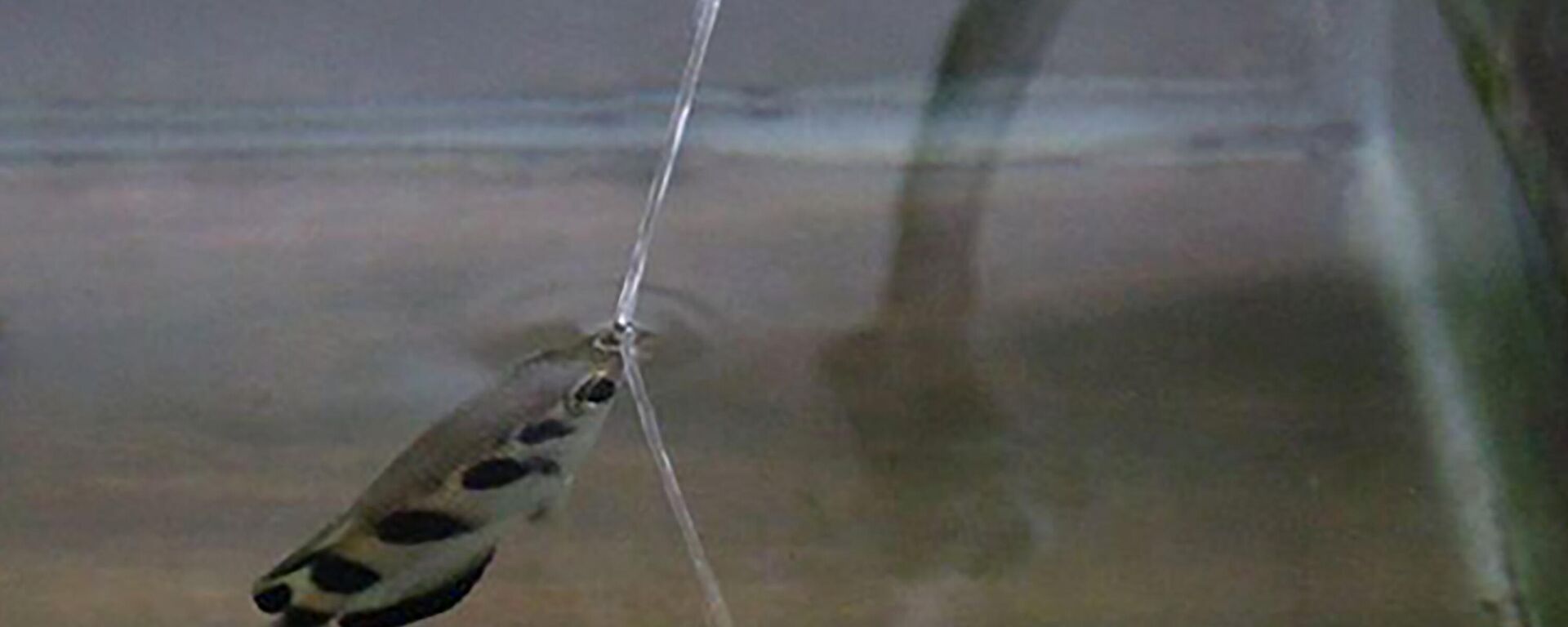 سمكة قوس تبصق المياه سمكة قوس تبصق المياه - سبوتنيك عربي, 1920, 28.12.2021