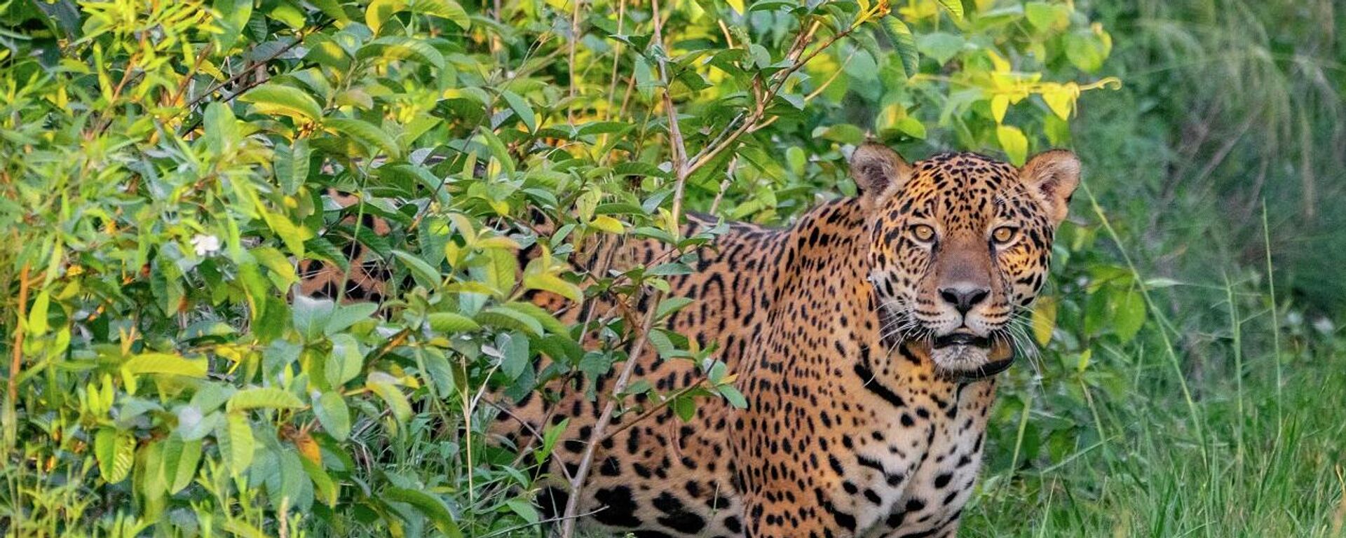 نمر الجاكوار جاتوبازينيو في الأرجنتين - سبوتنيك عربي, 1920, 02.01.2022