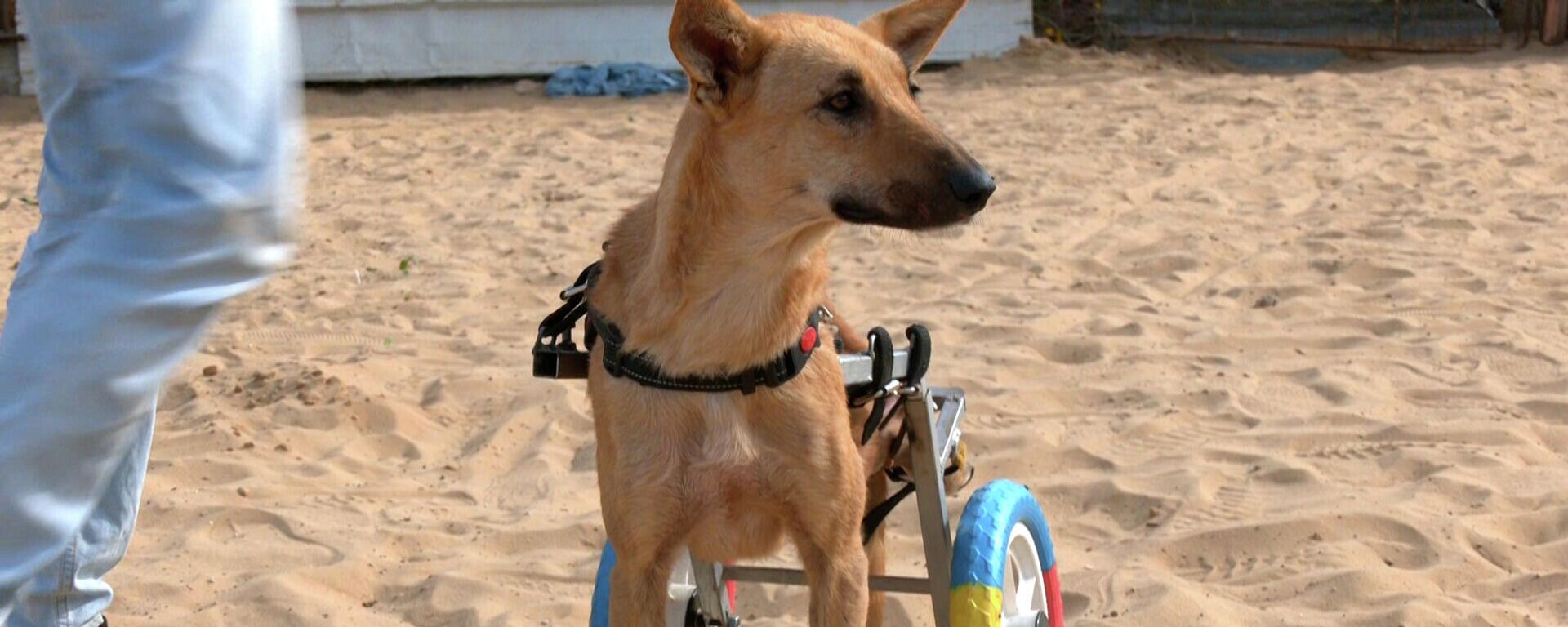 فلسطيني يأوي الكلاب الضالة ويصنع الأطراف الصناعية للمصابة منها بالشلل  - سبوتنيك عربي, 1920, 04.01.2022