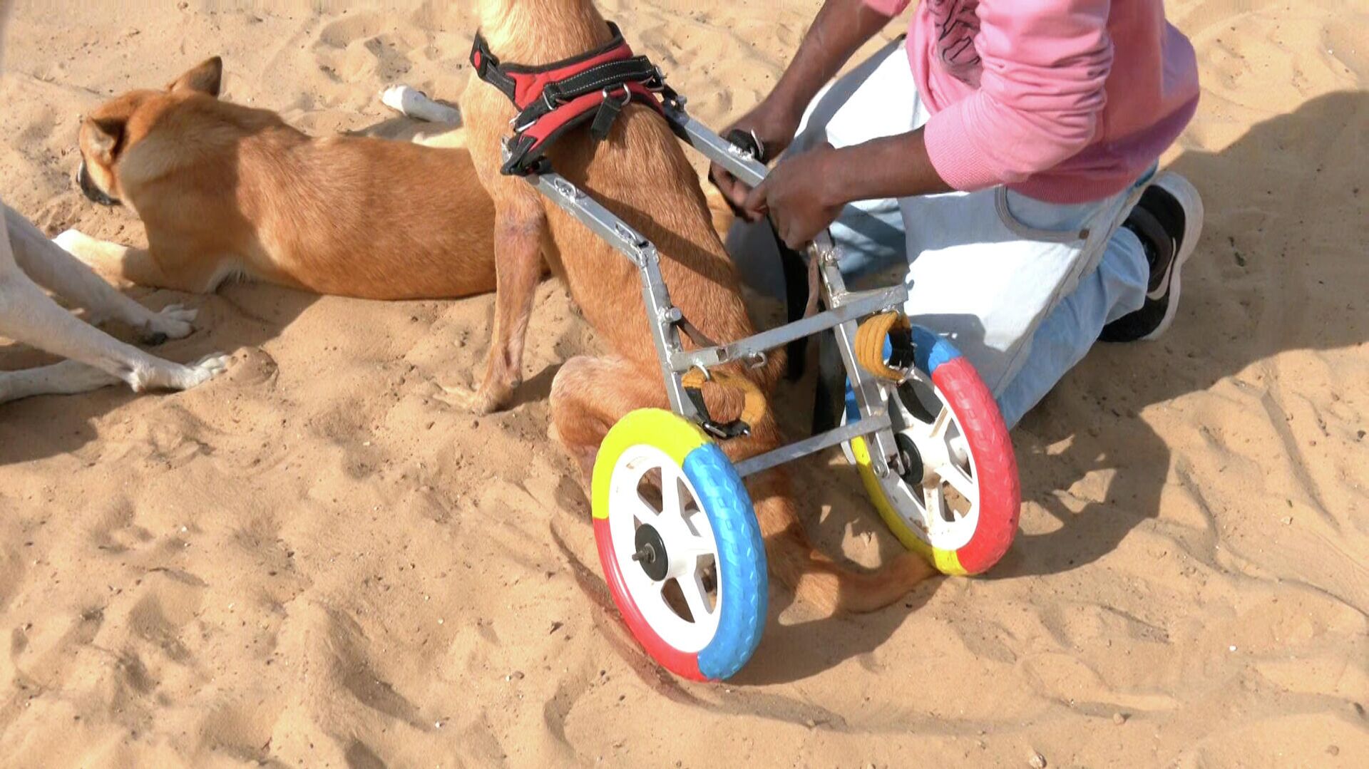 فلسطيني يأوي الكلاب الضالة ويصنع الأطراف الصناعية للمصابة منها بالشلل  - سبوتنيك عربي, 1920, 04.01.2022