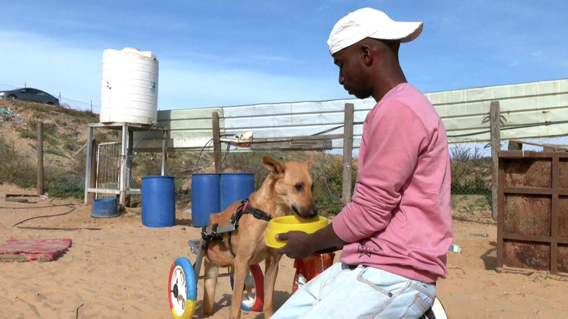 فلسطيني يأوي الكلاب الضالة ويصنع الأطراف الصناعية للمصابة منها بالشلل  - سبوتنيك عربي, 1920, 04.01.2022