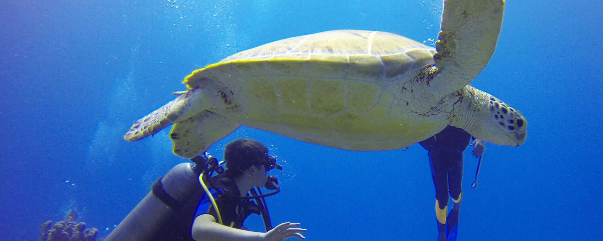 سلحفاة عملاقة تسبح إلى جانب غواص  - سبوتنيك عربي, 1920, 03.08.2025