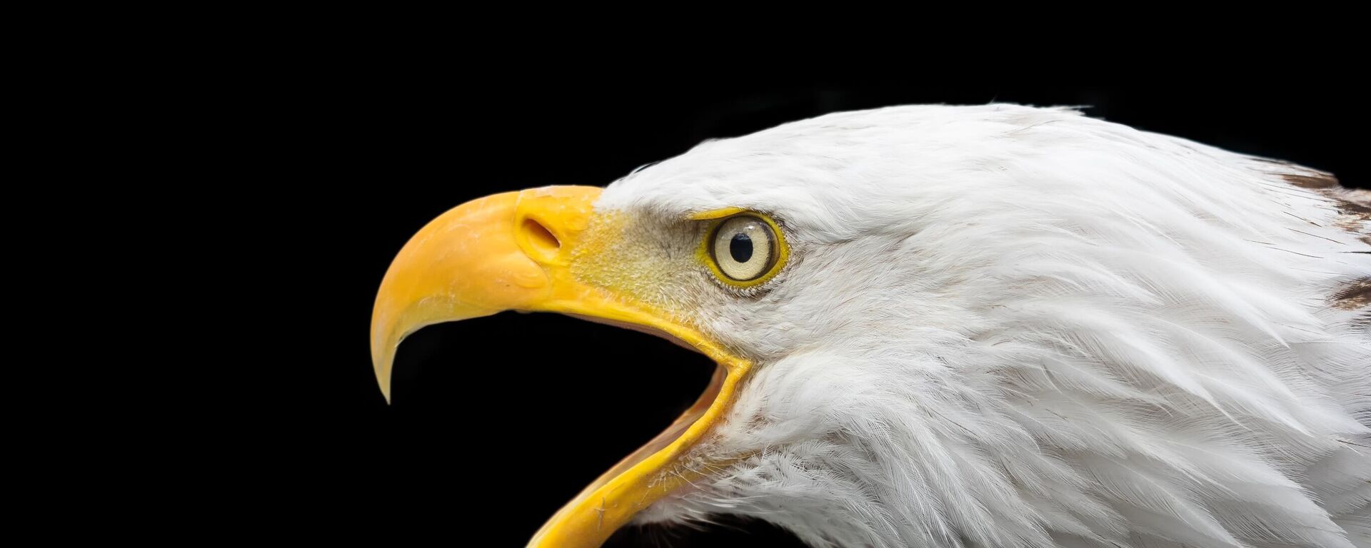 رأس نسر ضخم مع العين والمنقار المدبب  - سبوتنيك عربي, 1920, 29.01.2022