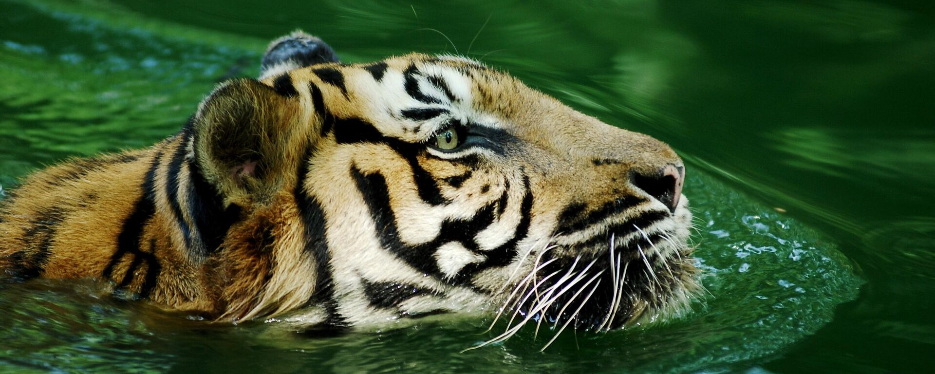 نمر يتسلل في مياه بركة مائية - سبوتنيك عربي, 1920, 26.05.2022