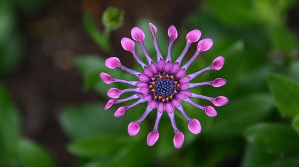 زهرة اثناء عملية التفتح في صورة مأخوذة من الأعلى - سبوتنيك عربي