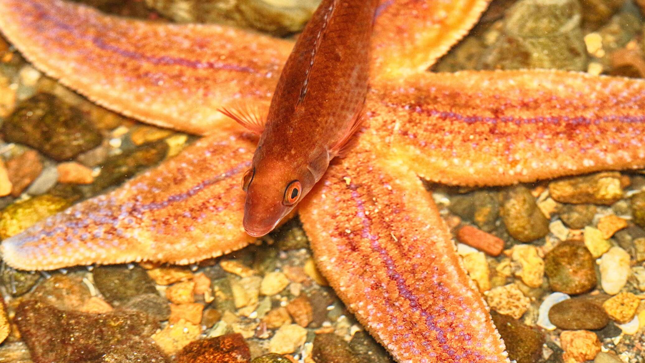 كيف يتحكم نجم البحر بمئات الأقدام من دون دماغ