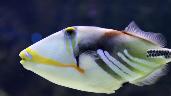 سمكة غريبة تسبح في أعماق البحر  - سبوتنيك عربي