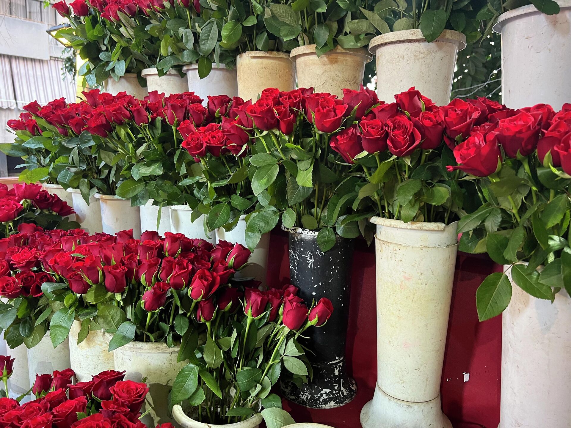 عيد الحب في لبنان - سبوتنيك عربي, 1920, 14.02.2022