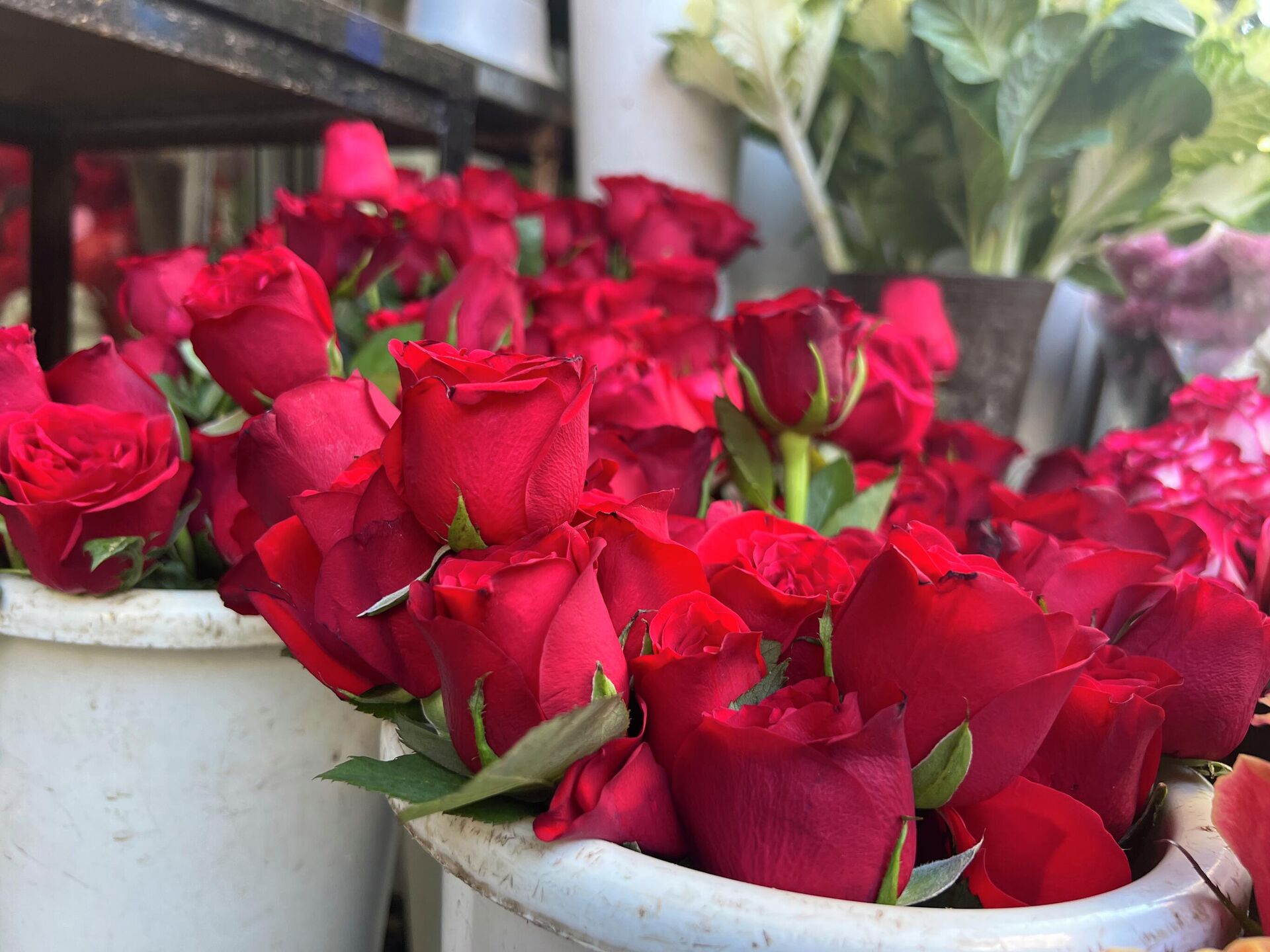 عيد الحب في لبنان - سبوتنيك عربي, 1920, 14.02.2022