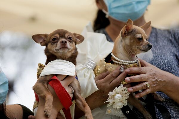 أشخاص يحملون كلابهم خلال حفل زفاف رمزي كجزء من مسابقة MatriCan ( ماتريكان: مسرحية للكلمات الإسبانية لكلمة زفاف وكلب) في يوم عيد الحب في ليما، بيرو 14 فبراير 2022. - سبوتنيك عربي