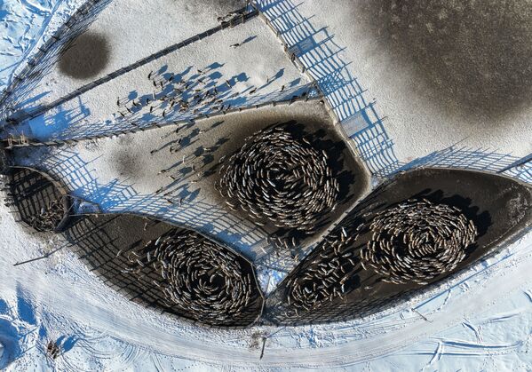 قطيع من الرنة من تعاونية التندرا للإنتاج الزراعي في حظائر في منطقة مورمانسك الروسية، شمال روسيا، 14 مارس 2022 - سبوتنيك عربي