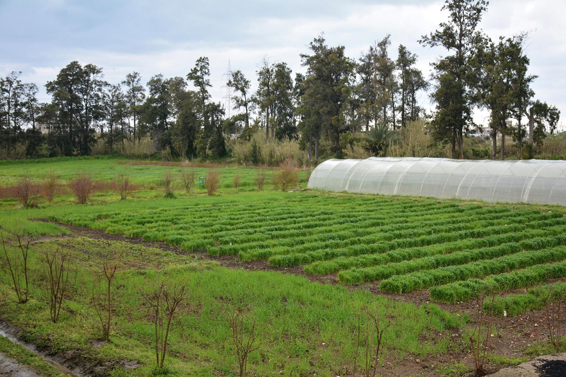 وزير الزراعة اللبناني لـسبوتنيك: كل أقماحنا من روسيا وأوكرانيا.. ونبحث عن بدائل - سبوتنيك عربي, 1920, 19.03.2022