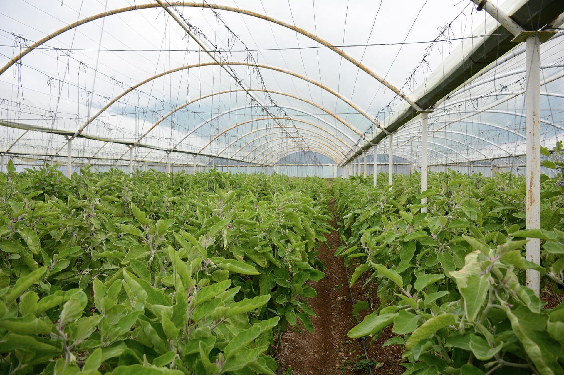 وزير الزراعة اللبناني لـسبوتنيك: كل أقماحنا من روسيا وأوكرانيا.. ونبحث عن بدائل - سبوتنيك عربي, 1920, 19.03.2022