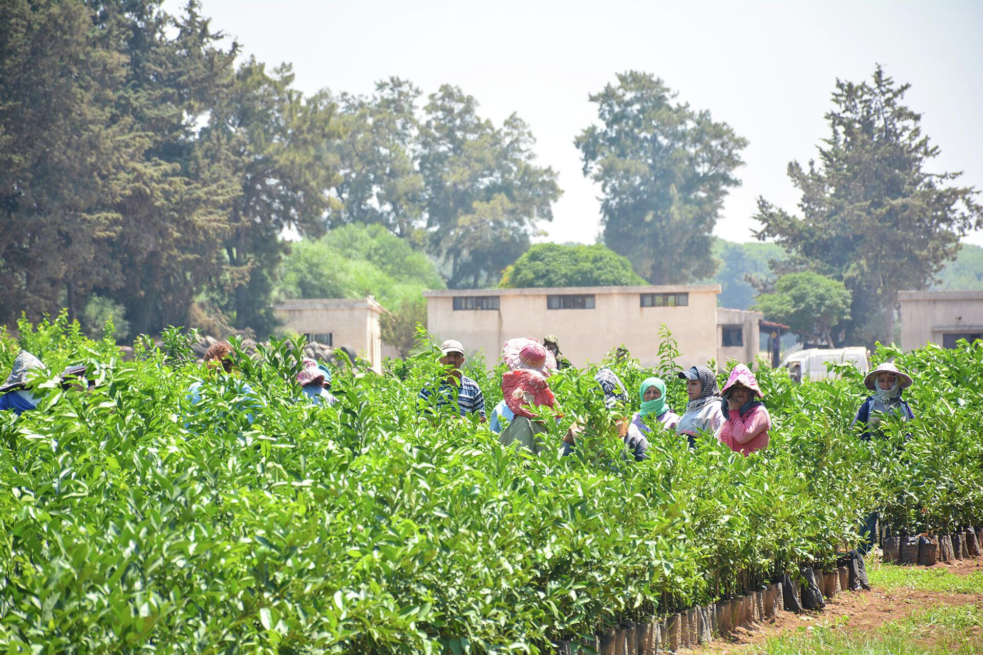 وزير الزراعة اللبناني لـسبوتنيك: كل أقماحنا من روسيا وأوكرانيا.. ونبحث عن بدائل - سبوتنيك عربي, 1920, 19.03.2022