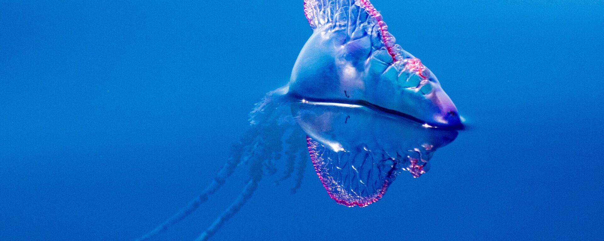 مخلوق بحري غريب من فصيلة قناديل البحر  - سبوتنيك عربي, 1920, 21.05.2022