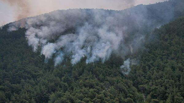 وزير البيئة اللبناني يكشف آخر تطورات وأسباب اندلاع الحرائق في غابة الصنوبر - سبوتنيك عربي