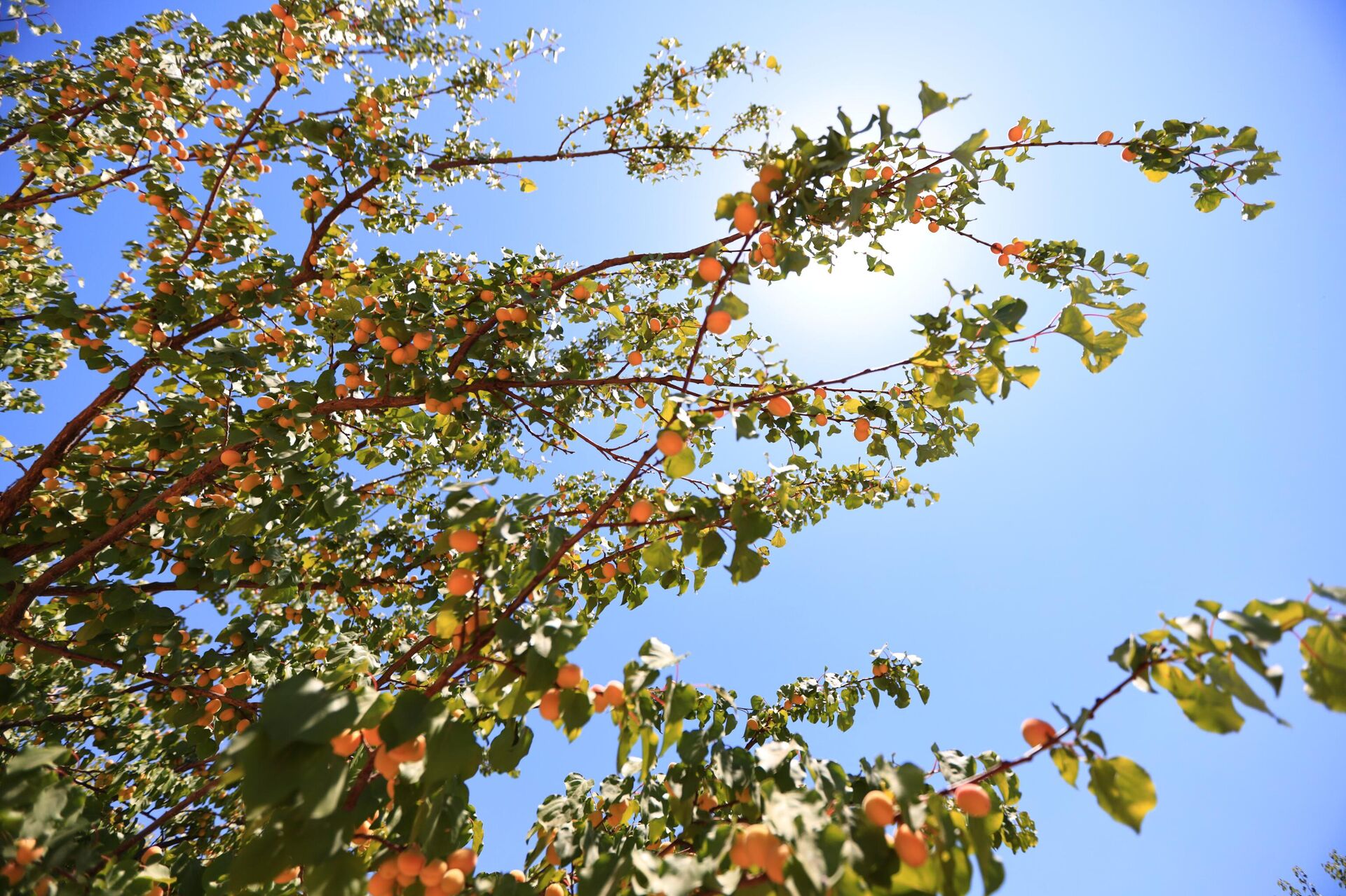 أهالي الغوطة الشرقية لدمشق يجددون انبعاث الحياة في بساتينها - سبوتنيك عربي, 1920, 22.06.2022