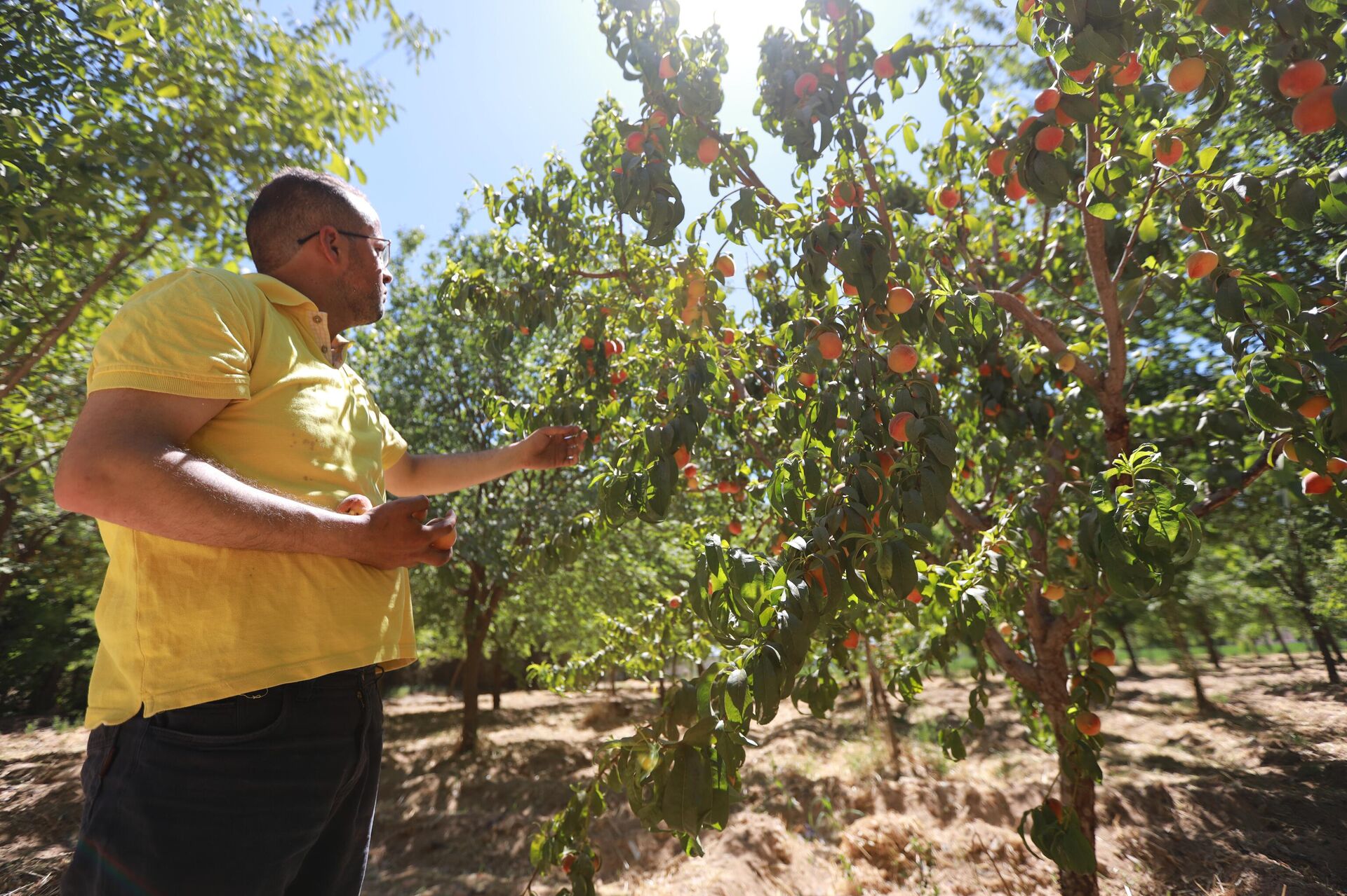 أهالي الغوطة الشرقية لدمشق يجددون انبعاث الحياة في بساتينها - سبوتنيك عربي, 1920, 22.06.2022